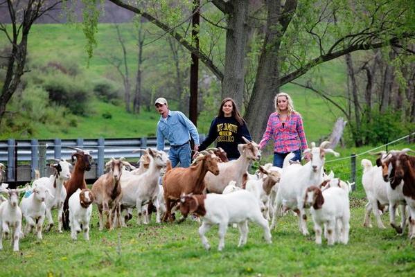  波托马克州立学院位于网上赌博网站十大排行的上农场，毗邻学院. 农业学生Shelby Boatwright, 杰奎琳·“杰基”·克利弗和埃里克·胡西克正在把山羊赶到谷仓里. 